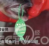魚類標簽